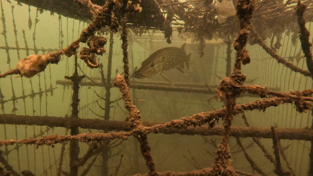 Big pike in a cage photographed form the front