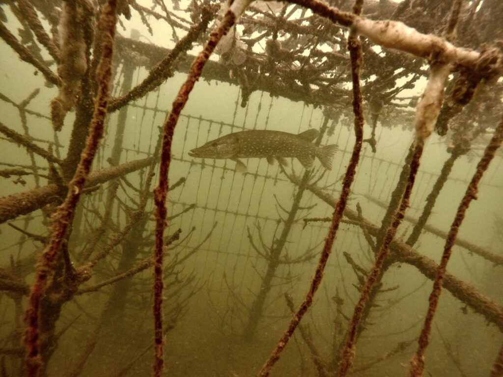 Big pike in a cage photographed form the side