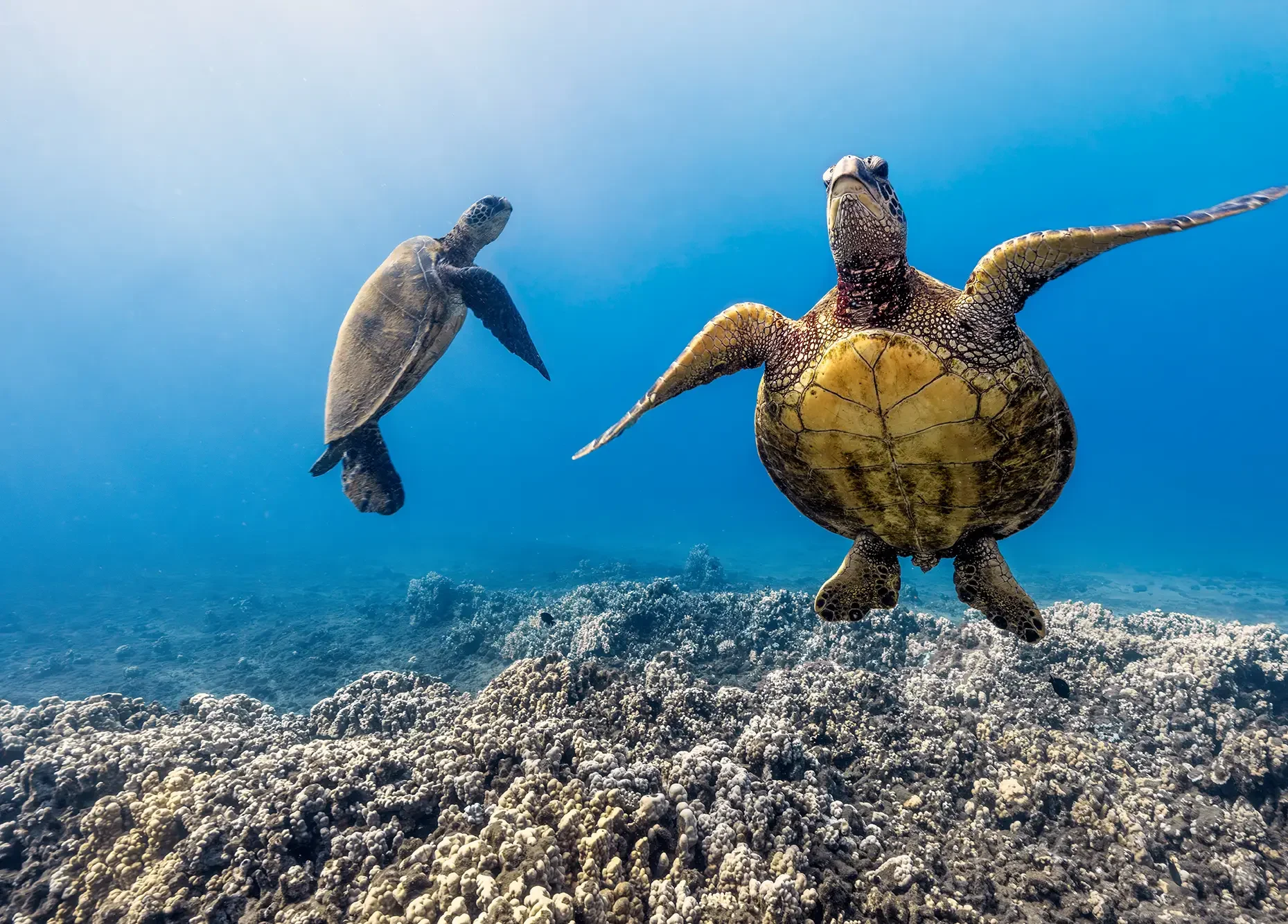 DIB Diving